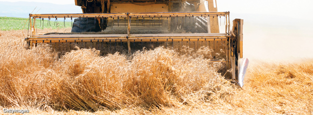 Tractor cutting down wheat