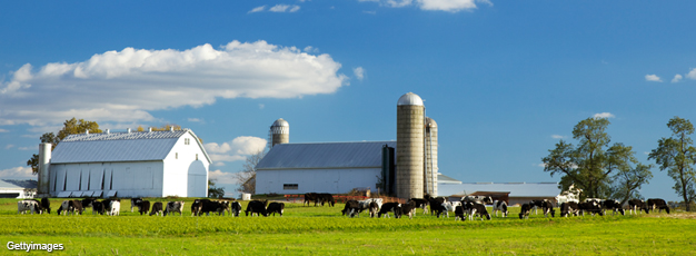 Farm scene with cattle grazing