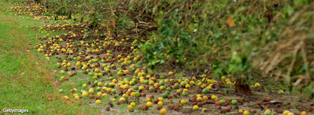 Fallen citrus fruit on the ground after hurricane