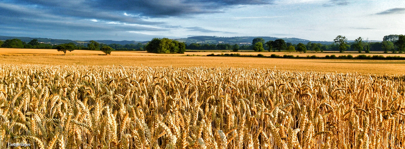 Wheat field