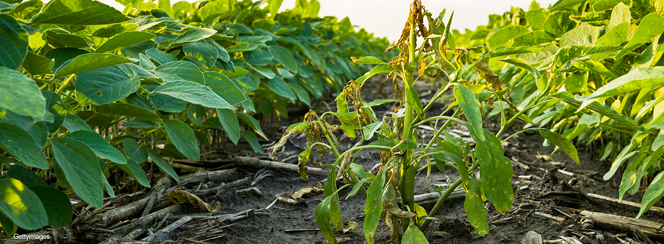 Soybean crop