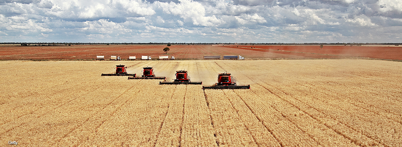 Four case headers harvesting wheat with trucks waiting in background.