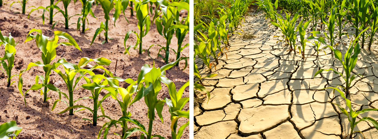 Young crop and drought crop