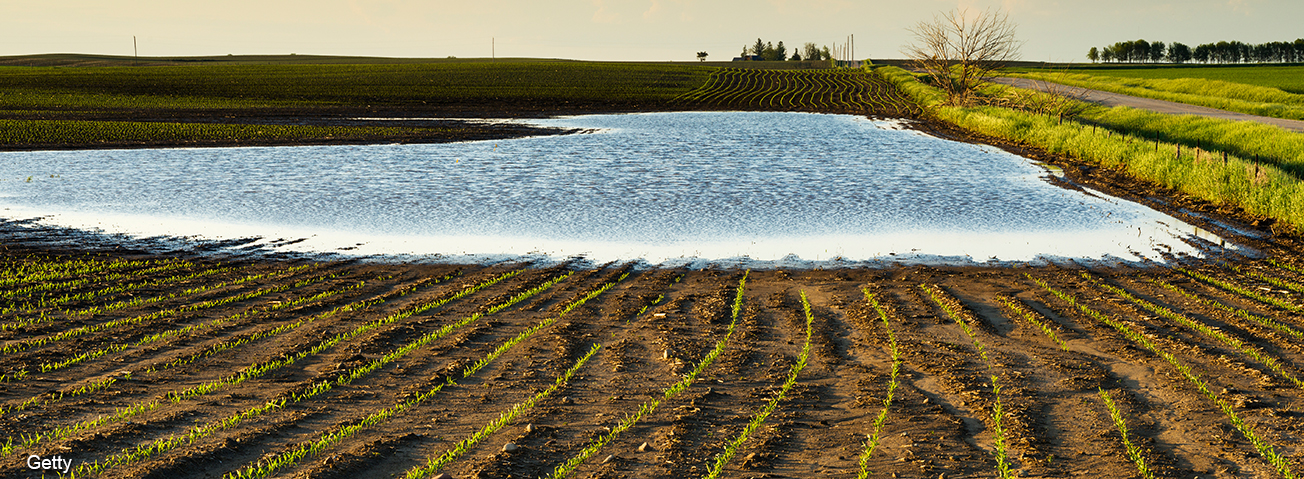 A flooded crop