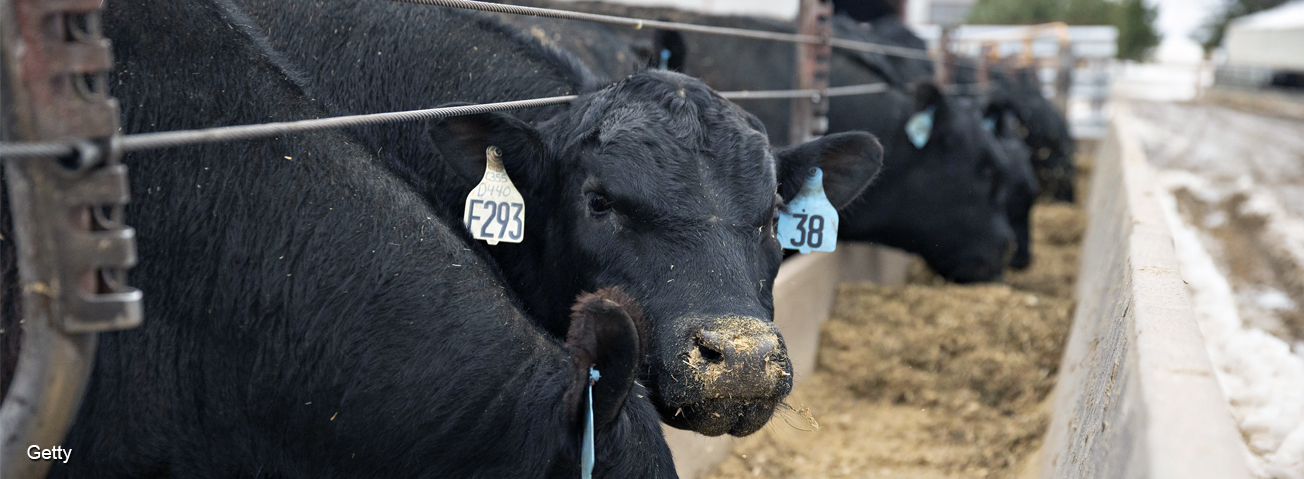 Angus beef cattle on a farm