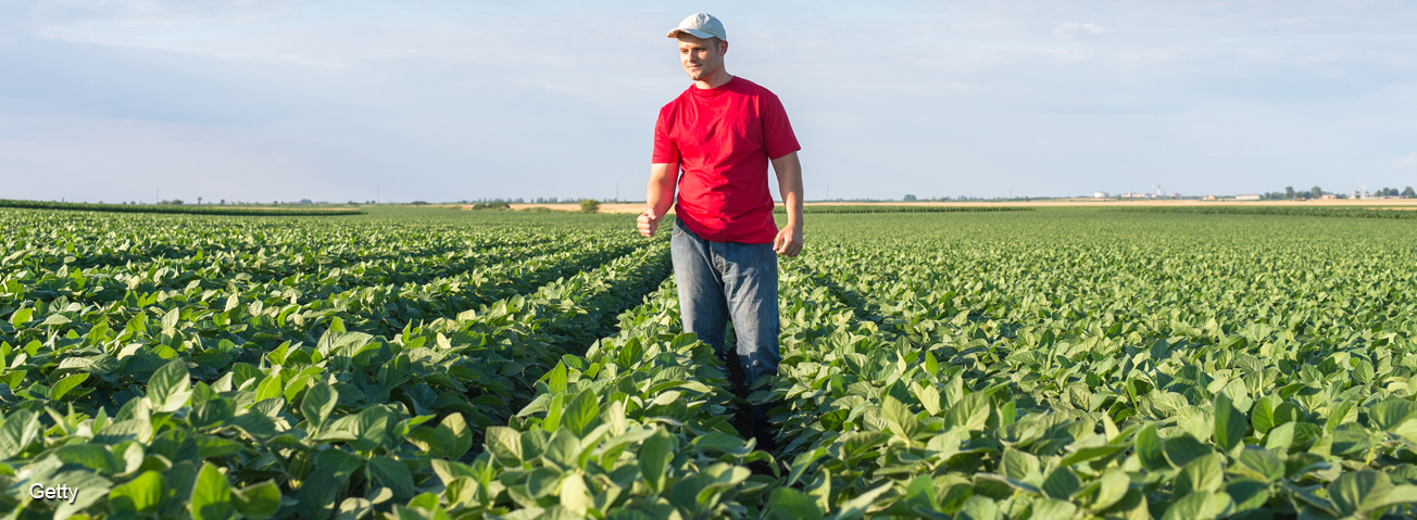 Farmer in soybean field