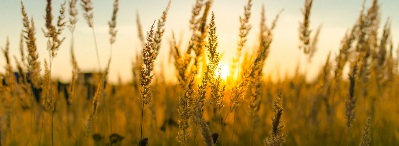 Crops backlit by the sun