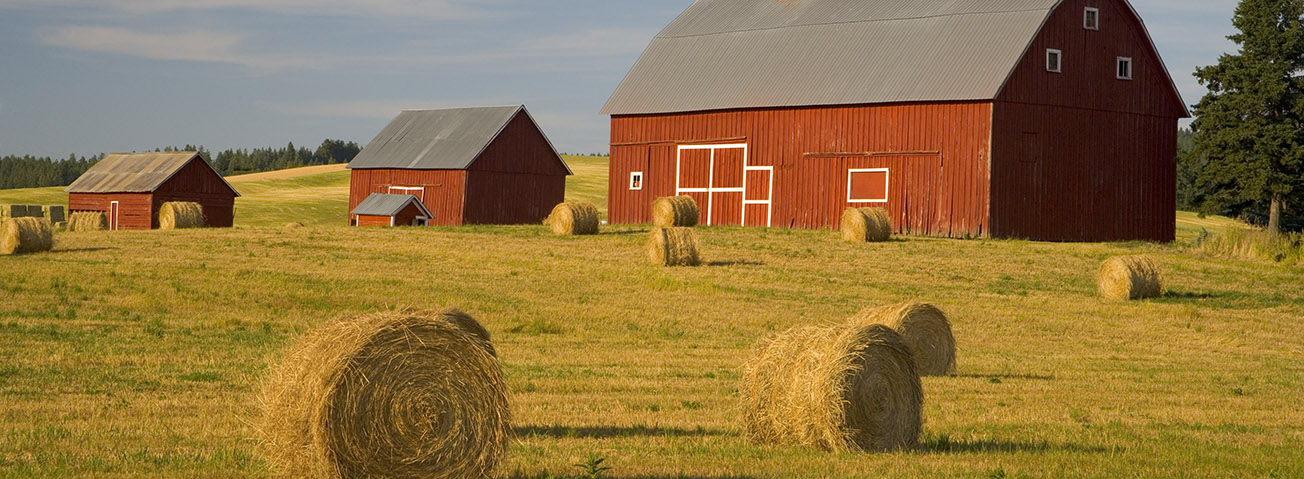 Hay bales near barns