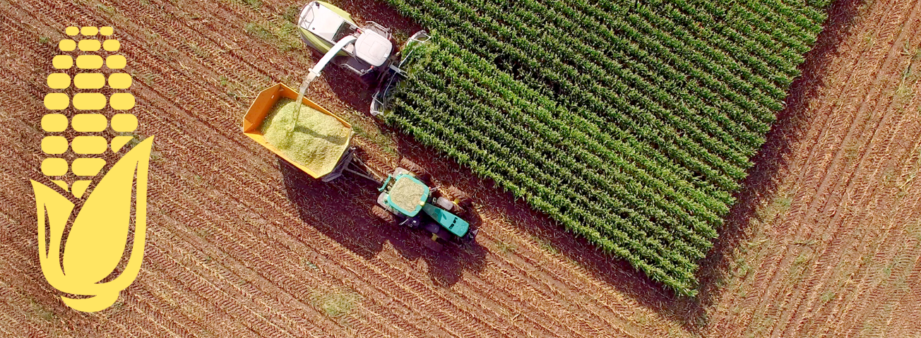 Rows of corn with image of corn overlaying the field