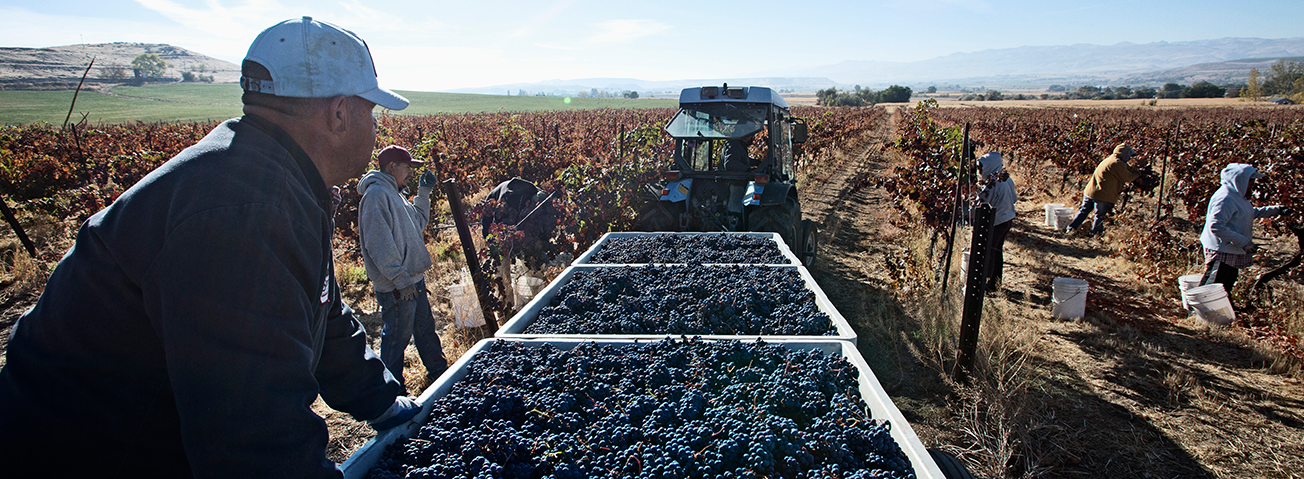 Farm workers in a blueberry field