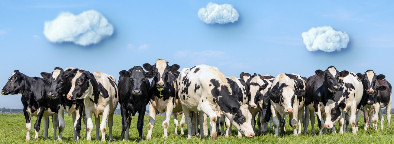 Photo of cows in a field.