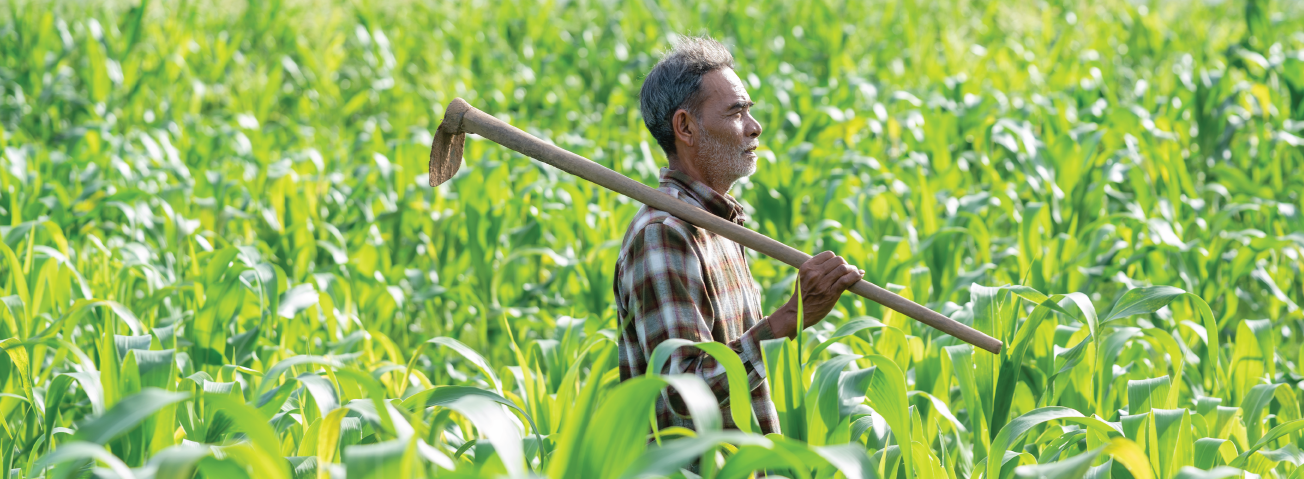 Photo of a man carrying a sickle in a field of corn.