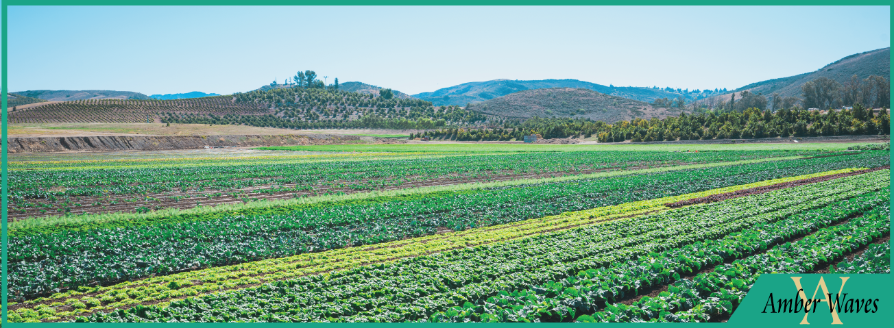 Photo of a green field of crops.