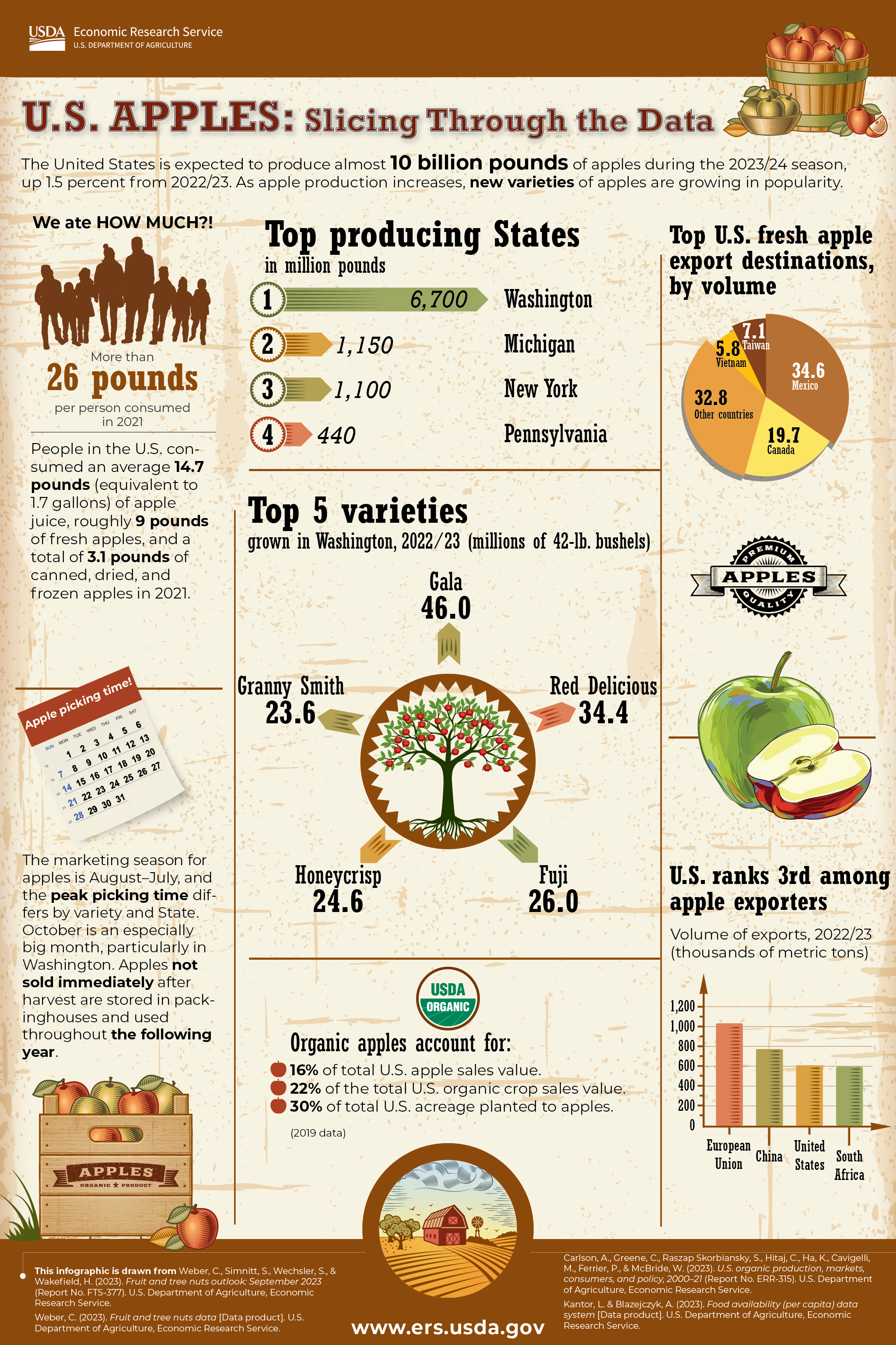 Graphic showing U.S. apple production, consumption, and exports