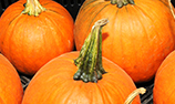 Photo of pumpkins.