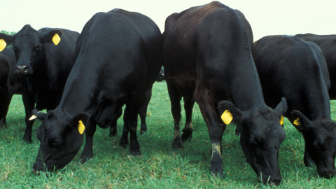 Photo of black cows with yellow ear tags grazing on grass. 