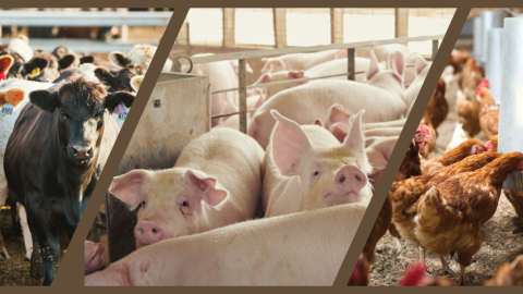 Three images featuring cows, pigs, and chickens in slanted frames. 