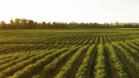A field of green row crops during sunrise
