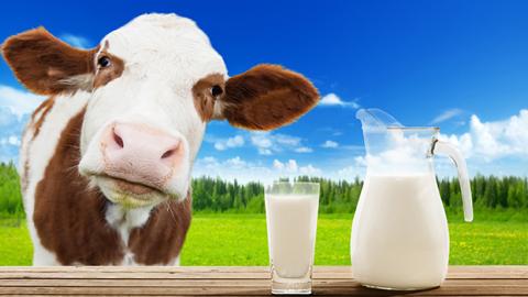 Brown and white cow next to a glass and pitcher of milk.