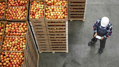 Worker looking at a tablet screen while standing next to stacked pallets of apples.