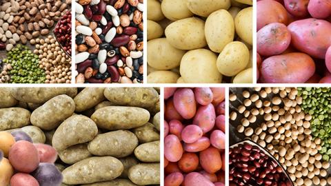 A collage featuring different varieties of raw potatoes and beans in different colors and sizes.