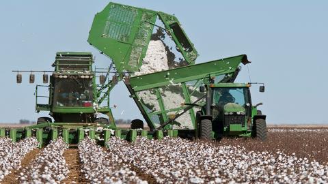 Cotton stripper during the harvest