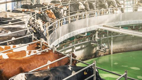 Cows hooked up to milking machines