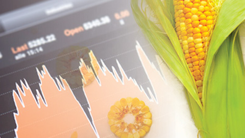 Graphic image of corn and futures chart
