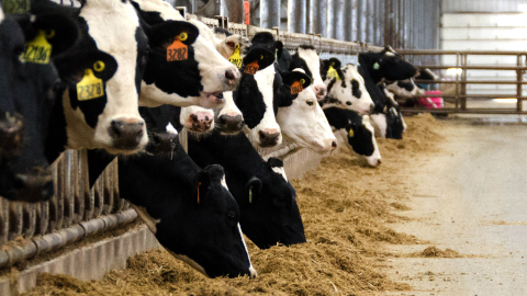 Cows with ear tags