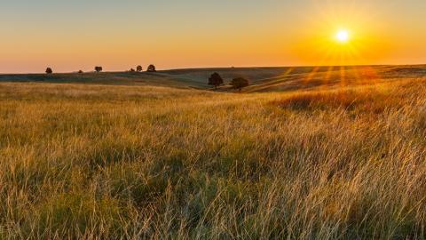 Field of grass in with sun near horizon