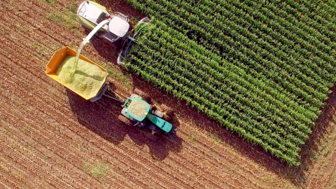 Rows of corn with image of corn overlaying the field