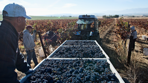 Farm workers in a blueberry field