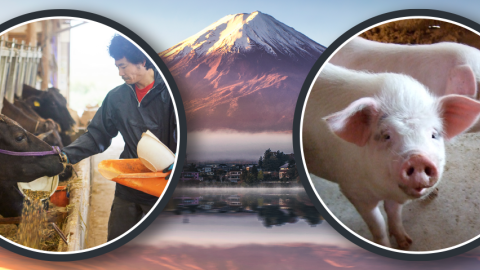 Photo illustration showing a farmer tending cattle, pigs, and Mount Fuji in the background.