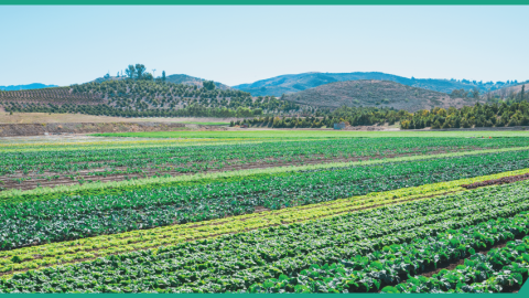 Photo of a green field of crops.