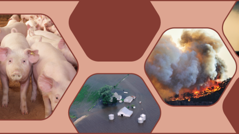 Multiphoto image showing hogs, flooding, a tornado, and wildfires