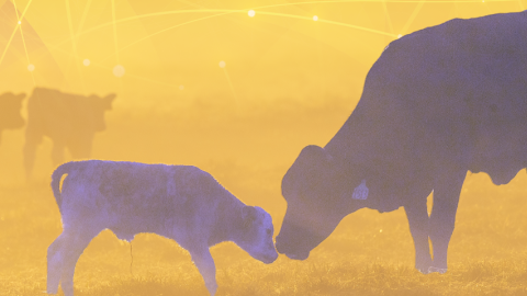 Photo illustration of cow and calf together on a farm.