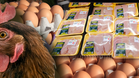 Photo illustration of a chicken with packaged chicken and eggs in the background.