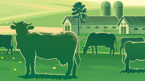 Graphic of cattle grazing on a farm.