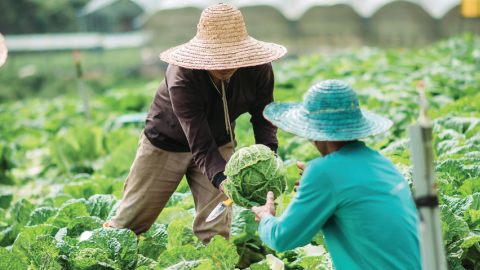 Photo of people harvesting cabbage from a field.