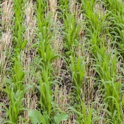 Cover image of Cover Crop Trends, Programs, and Practices in the United States