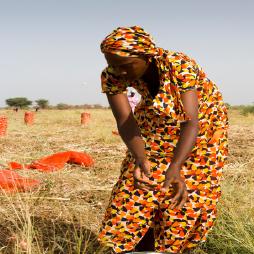 Cover image of International Food Security Assessment, 2020–30