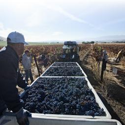 Cover image of The H-2A Temporary Agricultural Worker Program in 2020