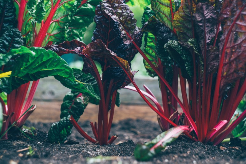 Photo of cabbage growing