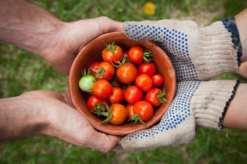 Photo of two people holding a basket of tomatoes