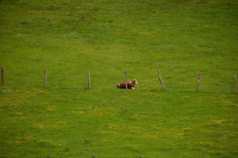 Photo of a cow lying down in a field