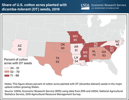 Use of dicamba-tolerant seeds common among most major cotton-producing States in 2019