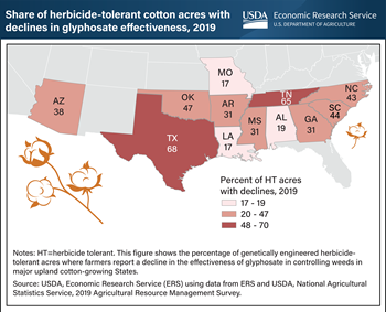 Farmers in major cotton-producing States reported declines in the effectiveness of the herbicide glyphosate in 2019