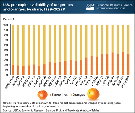 Popularity of tangerines has soared, but oranges still favored