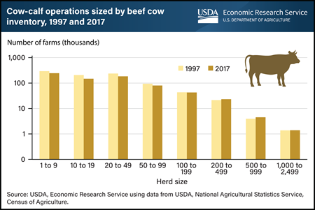 Smaller cow-calf operations still outnumber large operations, but herd sizes have increased