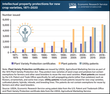 Vertical bar chart showing the number of Plant Variety Protection certificates, plant patents, and utility patents issued between 1971 and 2020.